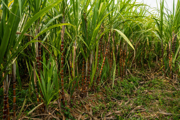 Sugarcane planted to produce sugar and food. Food industry. Sugar cane fields, culture tropical and planetary stake. Sugarcane plant sent from the farm to the factory to make sugar.