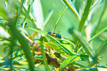 dragonfly on a blade of grass