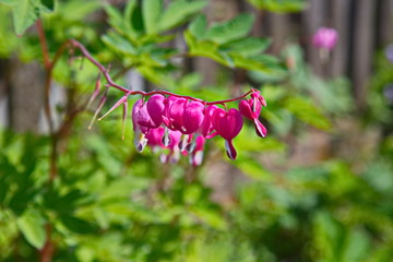 grasshopper on flower