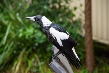 The Australian magpie - Gymnorhina tibicen- sitting on the chair at the backyard during a heavy rain. Urban wildlife