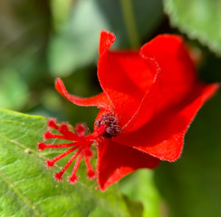 Red Hibiscus Flower closeup (lat.- Hibiscus)