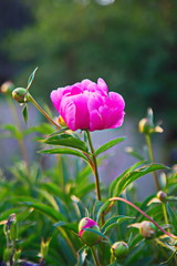 pink tulips in the garden
