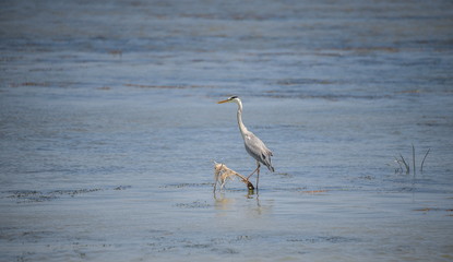 Birds in the Danube Delta