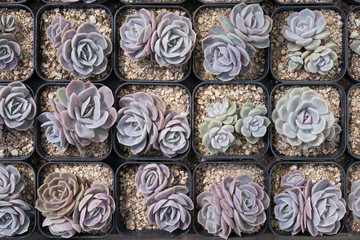 Miniature succulent plants (succulent cactus) at the garden. 