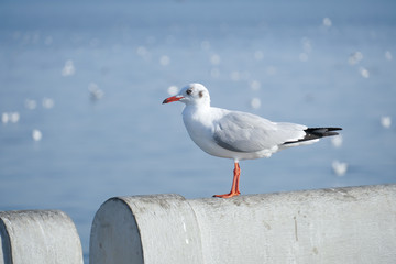 close-up, Seagull standing on bridge, blurred background