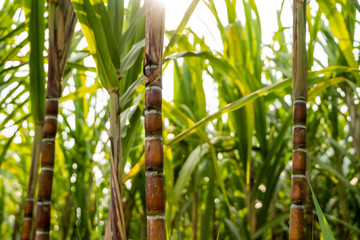 Sugarcane planted to produce sugar and food. Food industry. Sugar cane fields, culture tropical and...