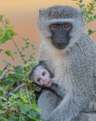 Vervet Monkey