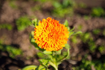 flower in garden