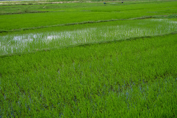 Green rice field in a daylight. Harvest of rice. Beautiful terraces of rice field in water season and Irrigation. Agriculture.