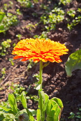 yellow flower in the garden