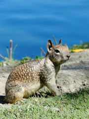 A groundhog before a lake. The groundhog is also known as a woodchuck, is a rodent of the family Sciuridae. Natural wildlife.