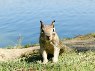Naklejka premium A groundhog before a lake. The groundhog is also known as a woodchuck, is a rodent of the family Sciuridae. Natural wildlife.