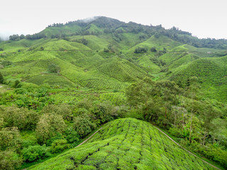 Tea plantation in Malaysia