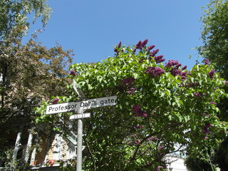 Oslo is a capital of Norway, beautiful city with parks