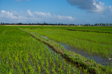 Fototapeta premium Green rice field in a daylight. Harvest of rice. Beautiful terraces of rice field in water season and Irrigation. Agriculture.