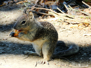 A groundhog is eating food in wildness. The groundhog is also known as a woodchuck, is a rodent of the family Sciuridae. Natural wildlife.