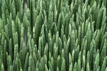 Sansevieria stuckyi plant in the garden.