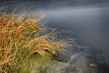 Autumn lake in sedge. Relaxation and relaxation on the beach. Belarus. Salihorsk.
