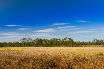 Dry yellow meadow and pine forest at Phu Kradueng National Park, Loei, Thailand in winter.