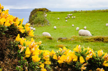 Flowers in the foreground and sheep graze in a field of green grass on a coastal meadow  on a cliff overlooking the sea in Northern Ireland.