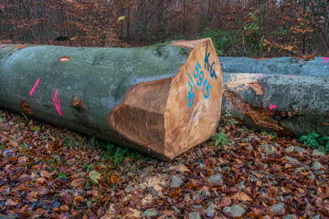 Gefällte und markierte baumstämme im Wald