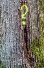 Gefällte und markierte baumstämme im Wald
