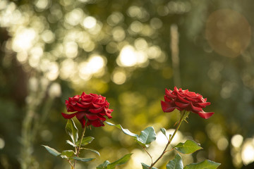 two rose flowers spring time flower bed contrast nature photography with sun light glare and...