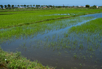 Green rice field in a daylight. Harvest of rice. Beautiful terraces of rice field in water season and Irrigation. Agriculture.