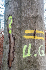 Gefällte und markierte baumstämme im Wald
