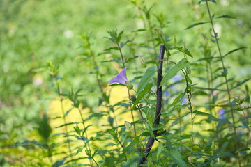 flowers on green background