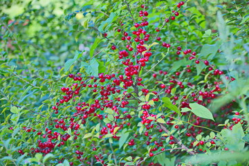 flowers on green background