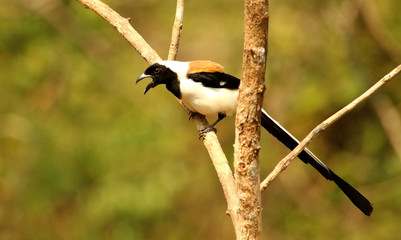 White bellied treepie, Dendrocitta leucogastra, Thettekad, Kerala, India