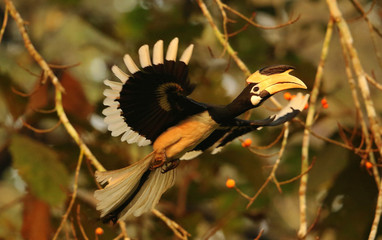 Malabar pied hornbill, Anthacoceros coronatus, Dandeli, Karnataka, India © RealityImages