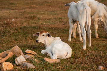 Obraz premium Three skinny white Cambodian cow. Countryside landscape in Kampot Province in southern Cambodia, Asia. A group of cows locals village. Agriculture and farming. Animals.