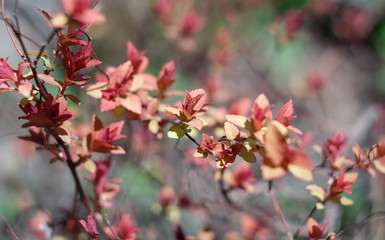 branch of a young flowering plant in early spring
