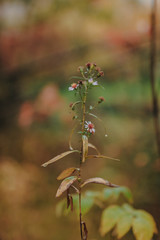 Forest autumn yellow