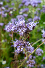 Beautiful purple 'Heavenly Blue' (Caryopteris) flower