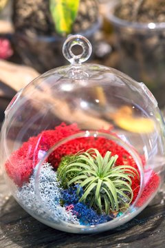 Air Plant (Tillandsia) Hanging Inside A Glass Ball.