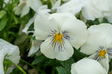 Beautiful white pansy flower during spring time