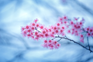 Beautiful  Pink Cherry Blossom on nature background , Sakura flower