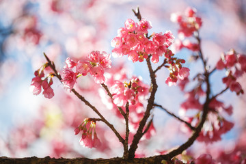 Beautiful  Pink Cherry Blossom on nature background , Sakura flower