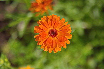 orange flower in the garden