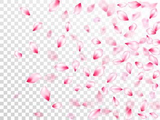 Japanese cherry blossom pink flying petals