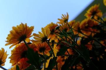 orange chrysanthemum on background of blue sky