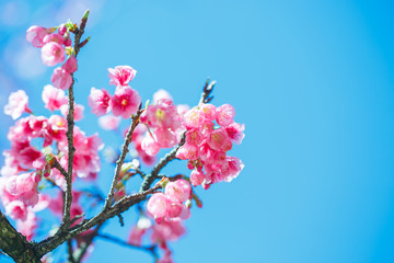 Fototapeta na wymiar Beautiful Pink Cherry Blossom on nature background , Sakura flower