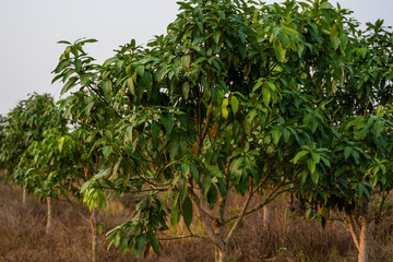 Green mangoes on the tree. Mango trees growing in a field in Asia. Mangoes fruit plantation. Delicious fruits are rich in vitamins.