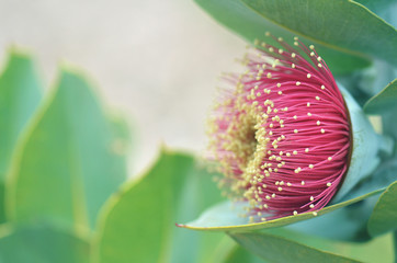 Large red blossom of the Australian native Mottlecah, Eucalyptus macrocarpa, family Myrtaceae. Endemic to Western Australia. Flowers are the largest for the genus.