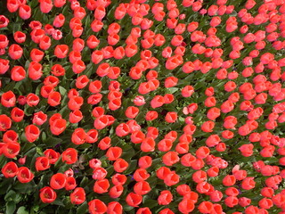 Rote Tulpen