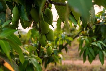 Green mangoes on the tree. Mango trees growing in a field in Asia. Mangoes fruit plantation. Delicious fruits are rich in vitamins.