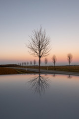 View of brown trees without leafs